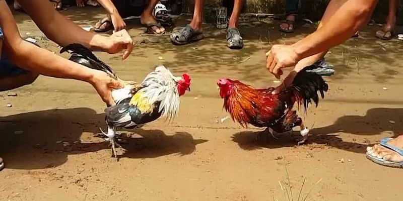 Bí kíp xem ngày đá gà cựa sắt theo ngũ hành