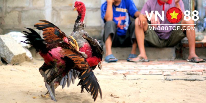 Cá cược đá gà cựa sắt thomo 2019 có gì hấp dẫn