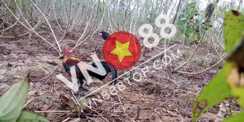 Hướng Dẫn Cách Bẫy Gà Rừng Không Cần Mồi Hiệu Quả 100%