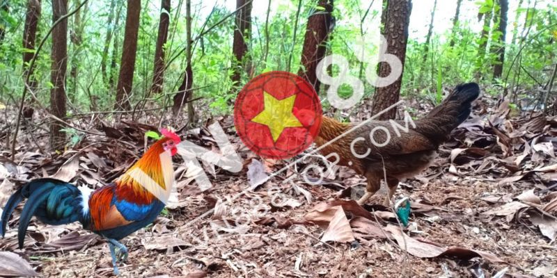 Cách bẫy gà rừng không cần mồi bằng bẫy giò
