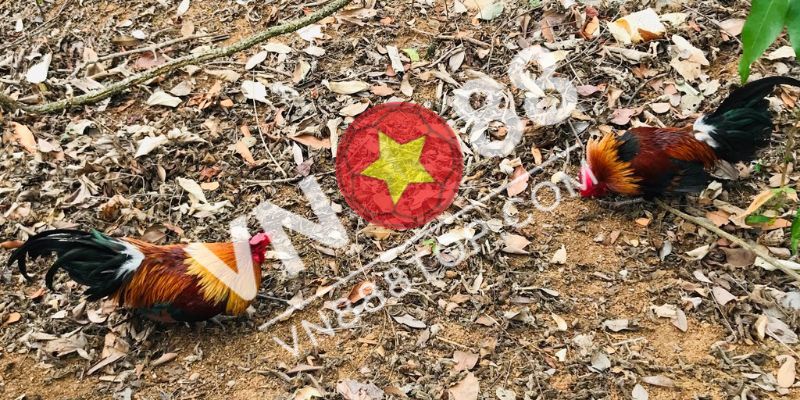 Một số lưu ý khi sử dụng cách bẫy gà rừng không cần mồi