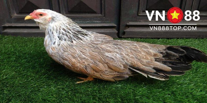 Tại sao cần biết cách chọn gà mái tre làm giống 