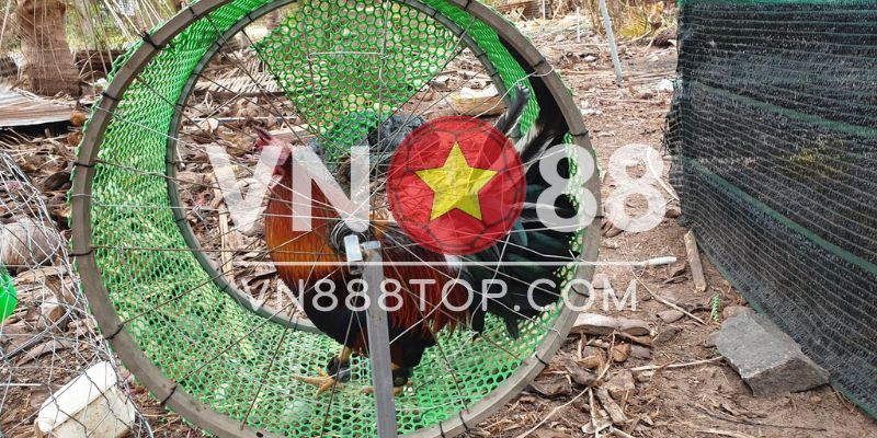 Những lợi ích khi cho gà tập chạy