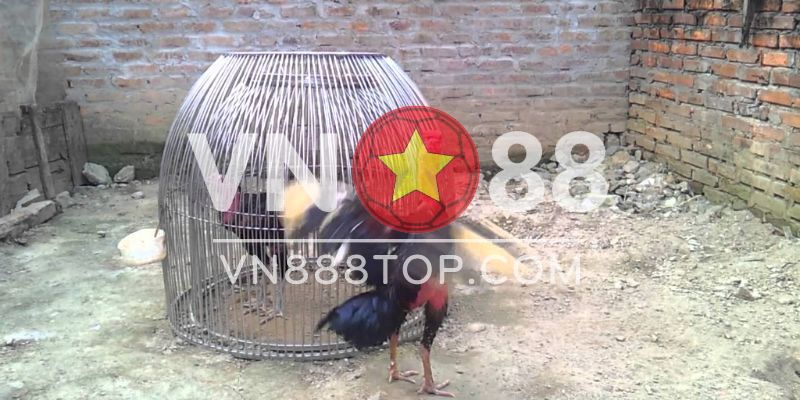 Cách làm máy chạy cho gà đơn giản nhất