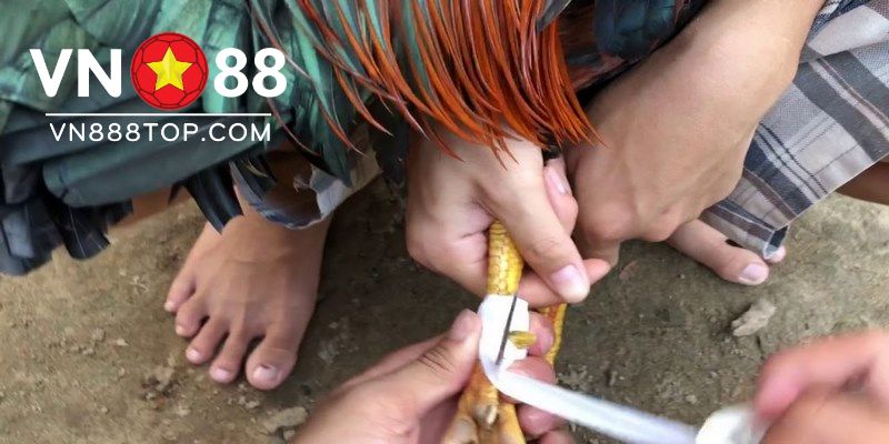 Hướng dẫn cách mài cựa đá gà sắc bén anh em sư kê cần biết
