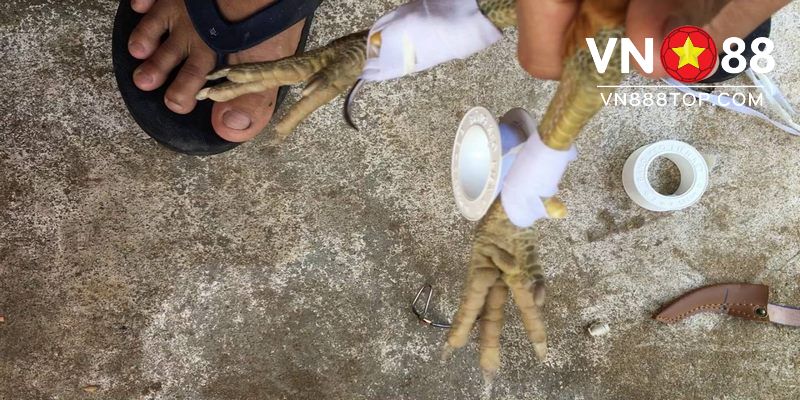 Hướng dẫn cách lên cựa gà phổ biến chi tiết anh em nhất định phải học