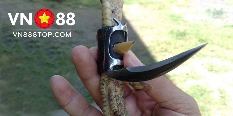 Mẹo chọn cựa gà và cách bảo quản cựa gà phù hợp