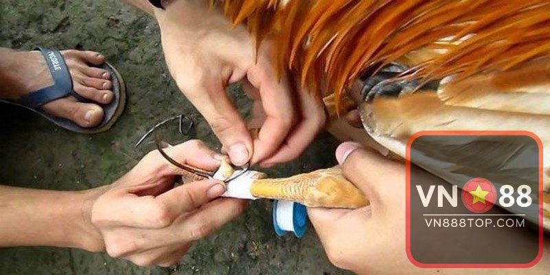 Cách lên cựa gà được nhiều sư kê sử dụng hiện nay