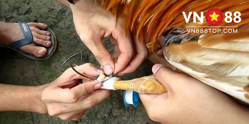 Những điều cần lưu ý khi lên cựa gà