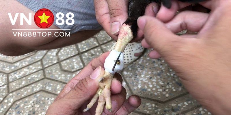 Các loại cựa gà phổ biến nhất hiện nay