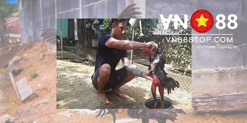 Một số lưu ý khi áp dụng cách ngâm chân cho gà chọi chiến
