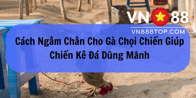 Bật mí 3 cách ngâm chân cho gà chọi chiến cực hiệu quả