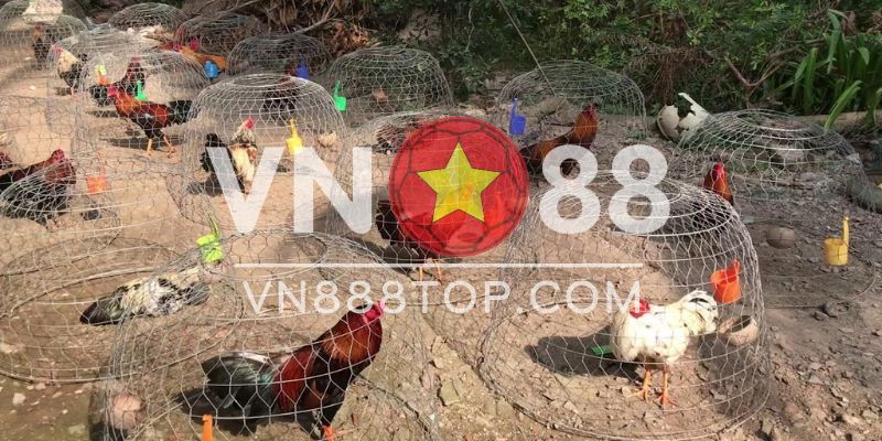 Cách nuôi gà nòi đá cựa sắt đúng tiêu chuẩn