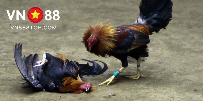 Hướng dẫn cách xem vảy gà đá cựa sắt chuẩn chuyên gia