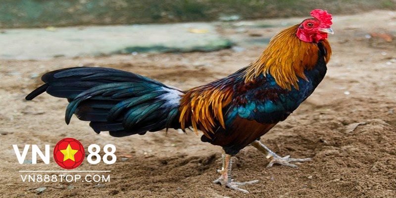 Mua giống gà tre uy tín tại chợ tốt gà tre bình dương