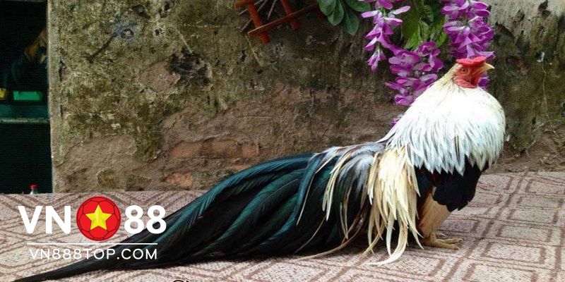 Cách chọn giống gà tốt trong chợ tốt gà tre bình dương