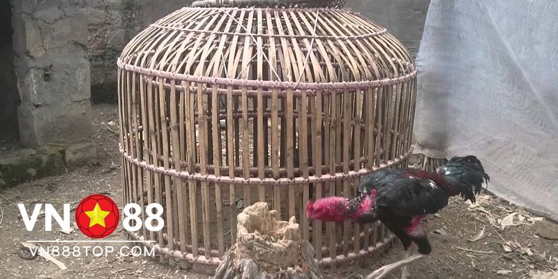 Chuồng gà đá đẹp bằng tre được nhiều sư kê yêu thích