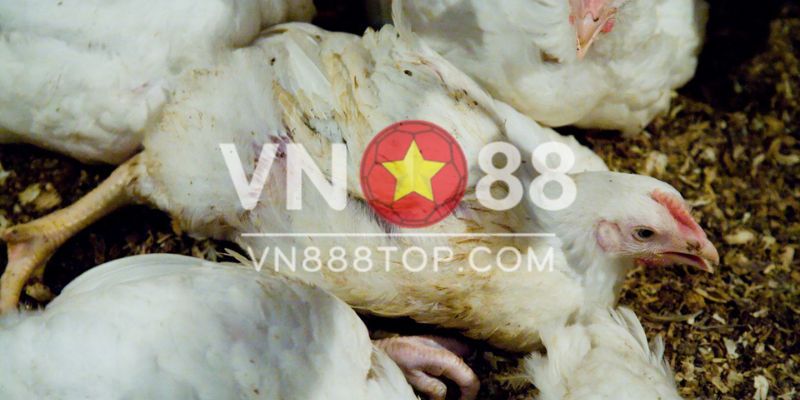 Cách sử dụng thuốc cloxit đi ngoài