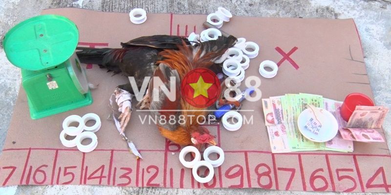 Những hình thức đá gà phổ biến