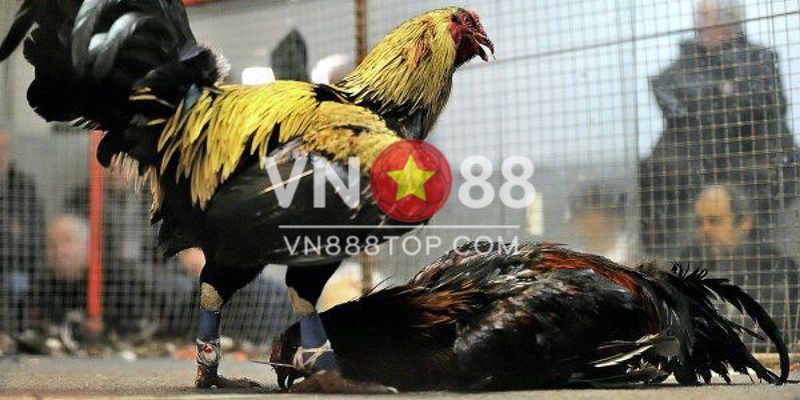 Kinh nghiệm đá gà ăn tiền hiệu quả nhất