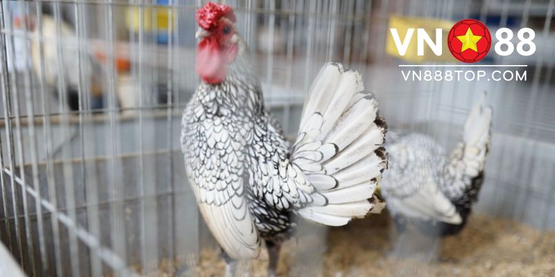Kinh nghiệm chọn chiến kê chắc thắng