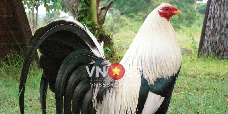 Tham Gia Đá Gà Tre Mỹ Cần Chọn Gà Giống Như Thế Nào?