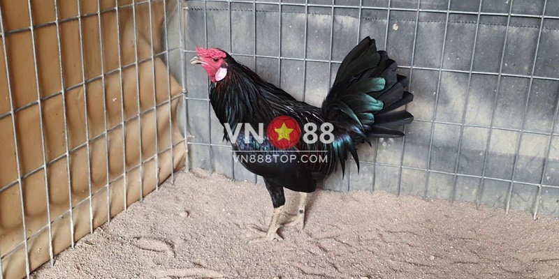 Một vài cách lựa chọn gà tre Mỹ đá hay