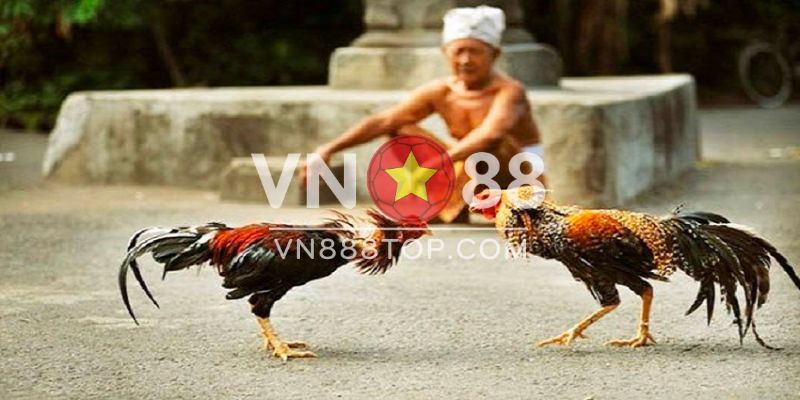 Những trận đá gà trực tuyến cực hay
