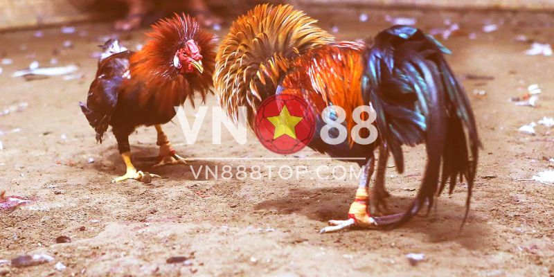 Tìm hiểu về đá gà trực tiếp tại VN88