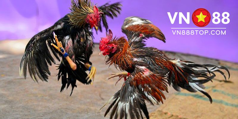 Hướng dẫn chi tiết cá cược đá gà VN88