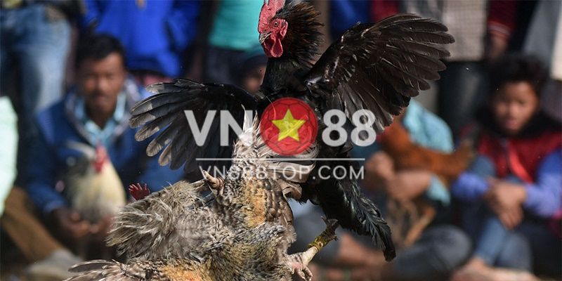 Vì sao đá gà ăn tiền lại thu hút người chơi đến vậy?