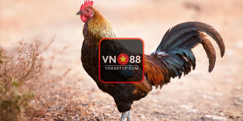 Gà chọi gáy 6 tiếng là tốt hay xấu