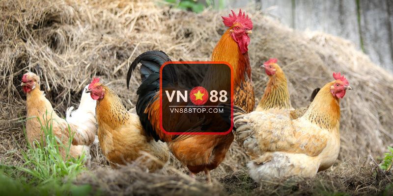 Tổng hợp các kiểu gáy phổ biến nhất ở gà chọi