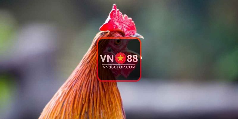 Việc gà gáy 7 tiếng lạ hiện tượng siêu hiếm gặp từ trước đến nay