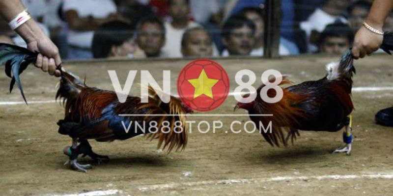 Hướng dẫn tham gia cá cược đá gà cựa sắt casino 