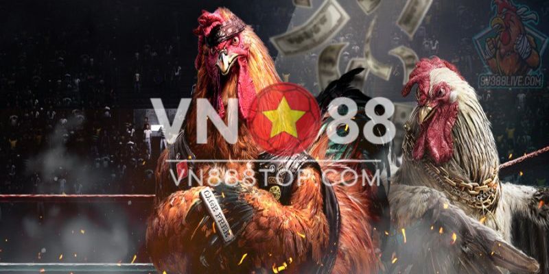 Kinh nghiệm cược gà đá cựa sắt casino thắng lớn 