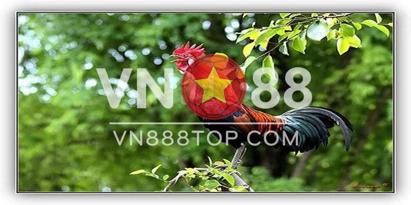 Gà gáy ò ó o o - âm thanh chuẩn nhất ở chú gà khoẻ 