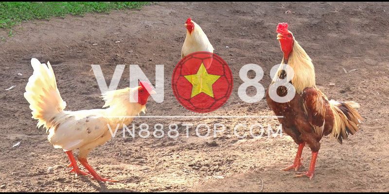 Ngoài tiếng gà gáy o o vẫn còn rất nhiều cách khác nhau để anh em dự đoán chiến kê thắng cuộc