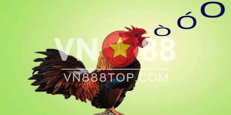 Tiếng gà gáy oo có phải là con gà chọi khỏe, chiến đấu tốt? 