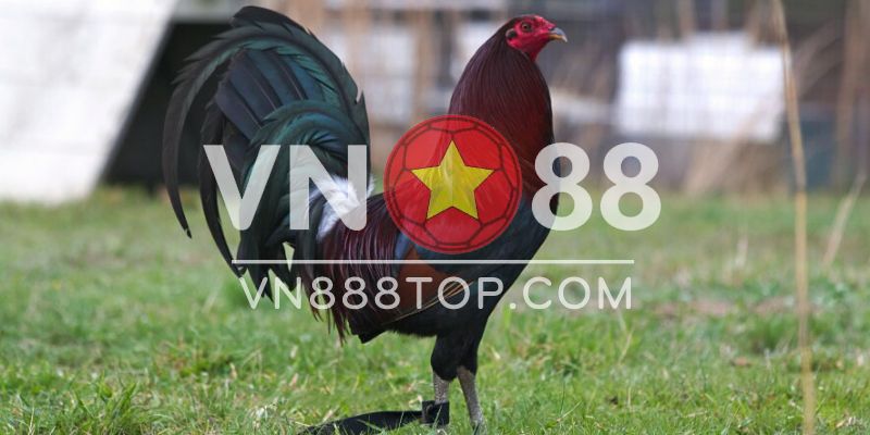 Đặc điểm cơ bản của gà hatch doc