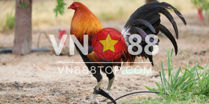 Đặc điểm nuôi dưỡng gà Hatch