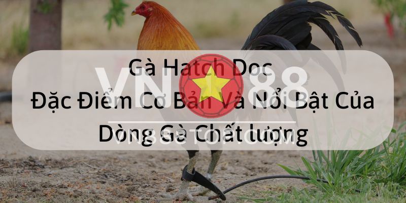 Gà Hatch Doc là gì? Nguồn gốc của chúng