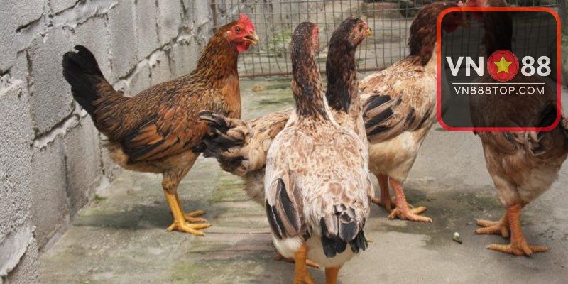 Đặc điểm chăn nuôi gà lương phượng