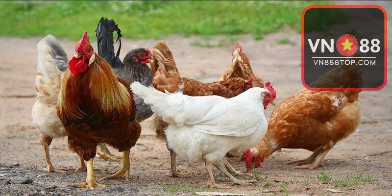 Giới thiệu về nguồn gốc của gà Lương Phượng