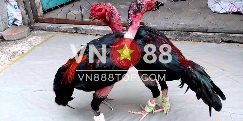 Một số lưu ý trong cách xem gà nòi chân không vẩy