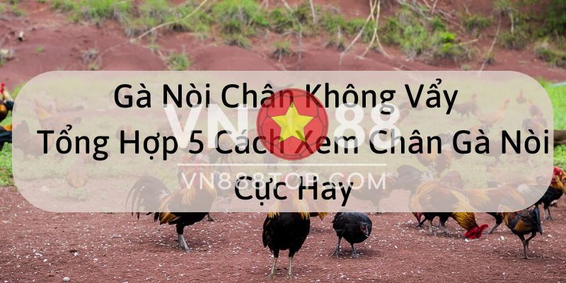 Hướng dẫn xem gà nòi chân không vẩy cực hay, chuẩn nhất 2022