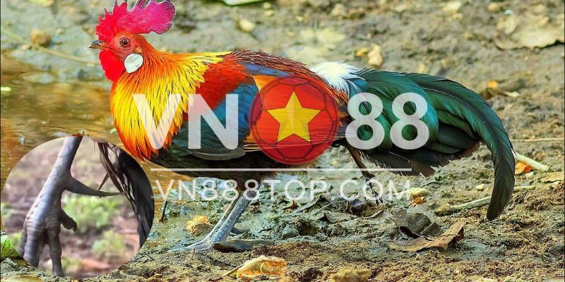 Gà Rừng Con Giá Bao Nhiêu? Mua Ở Đâu? Cách Nuôi Như Thế Nào?