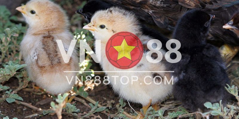 Hướng dẫn cách nuôi gà rừng hiệu quả