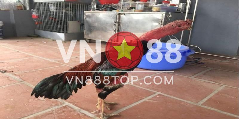 Nên chọn gà tía Thiên Lôi chân màu gì
