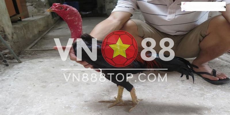 Gà tía Thiên Lôi là gì?